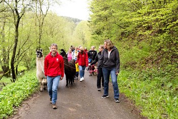 Alpaka-Wanderung in Euskirchen