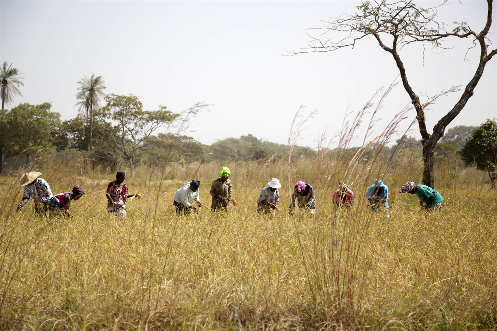 Senegal Mit Dem Klimawandel Leben